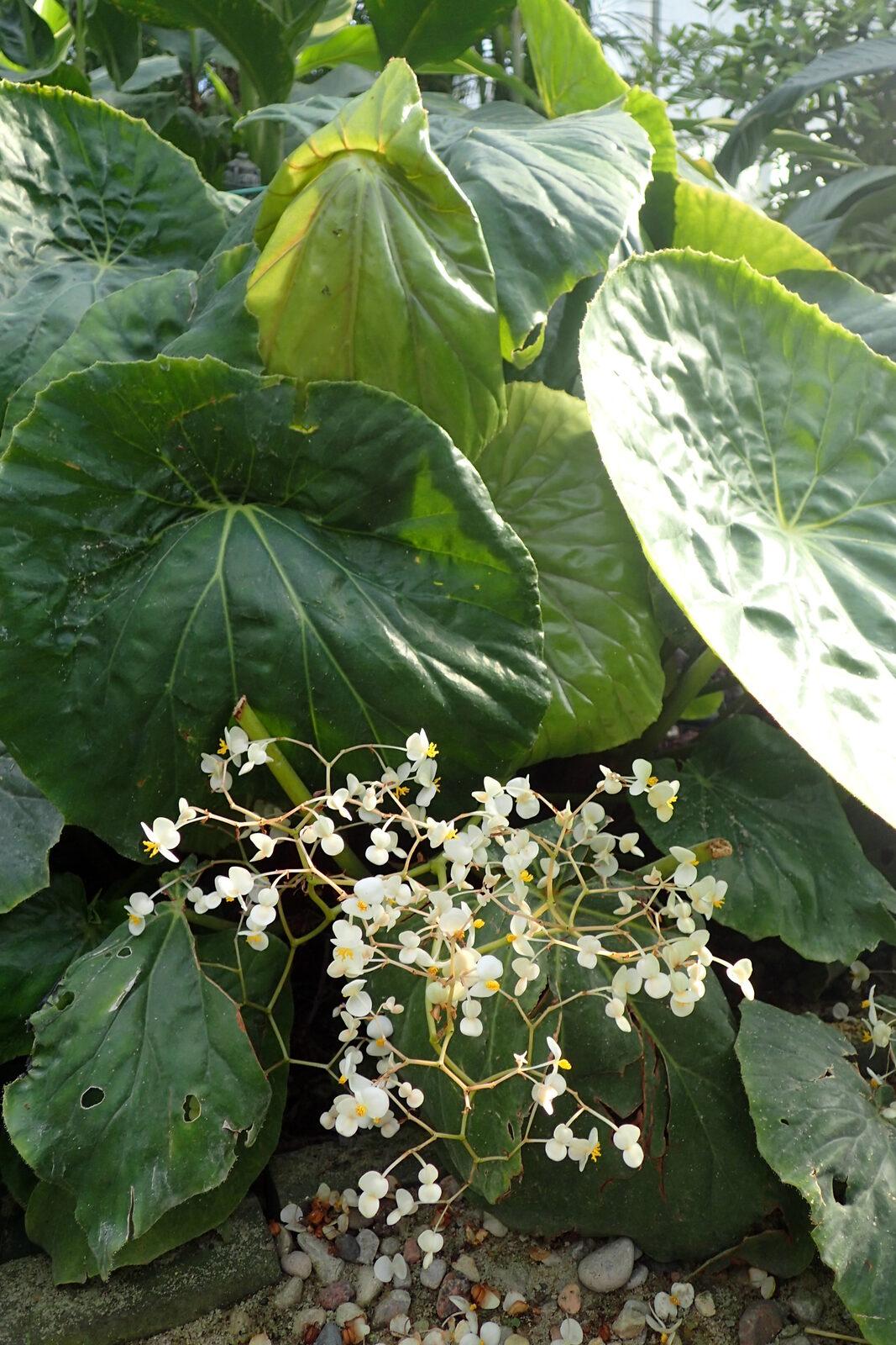 Begonia a foglia di loto: Pianta commestibile | Come coltivarla
