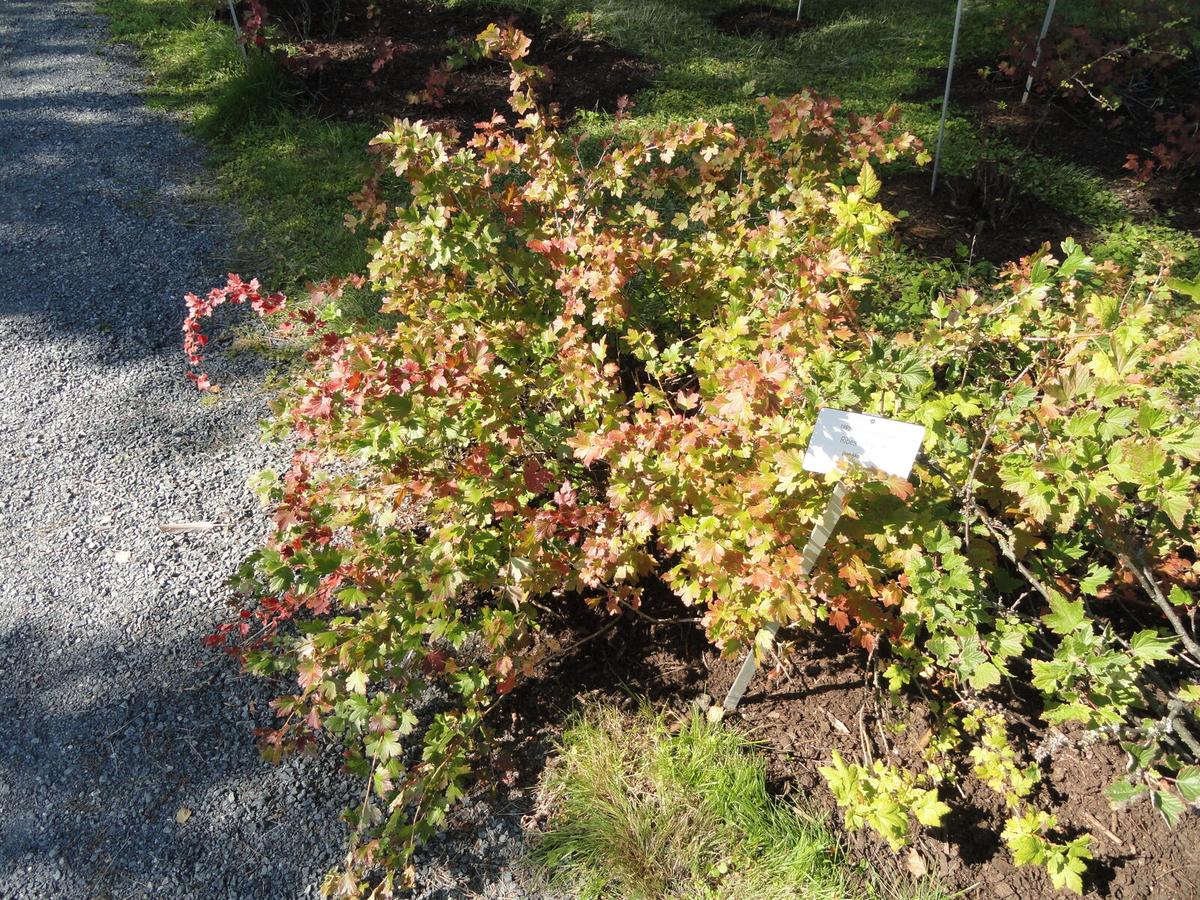American Gooseberry (Ribes hirtellum): Growing Guide