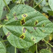 Bacterial Leaf Spot