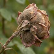 Gray Mold (Botrytis Blight)