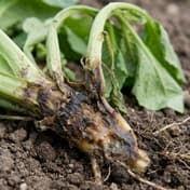 Crown Rot