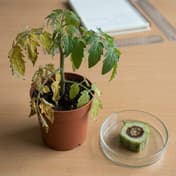 Fusarium Wilt