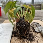 Phytophthora Root Rot