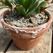Salt Buildup