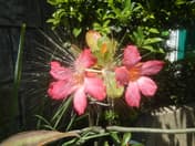Rosa del Deserto