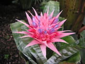 Urneplante
