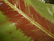 Asplenium