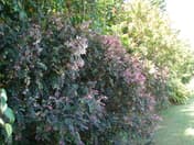 Buisson de neige