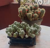 Kaktus