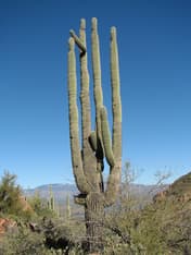 Sahuaro