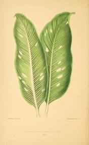 Comigo-ninguém-pode