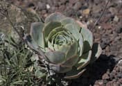 Echeveria