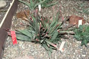 Gasteria (släkte)