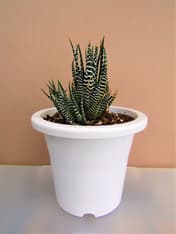Haworthiopsis (släkte)