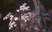Ionopsis