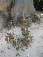 Flikkalanchoe
