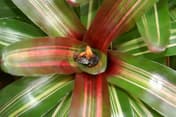 Rødhjertebromelia