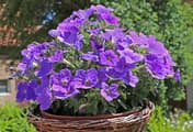 Petunia