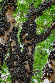 Jabuticaba tree