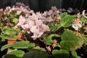 Violeta Africană