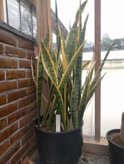 Espada-de-São-Jorge