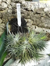 Luftplante
