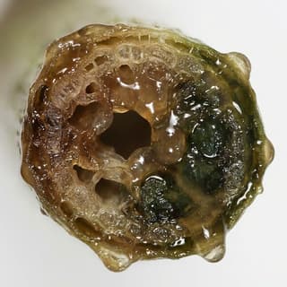 Podridão Bacteriana Mole