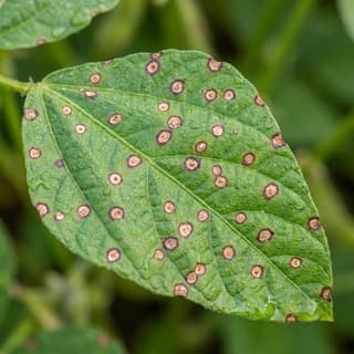 Mancha foliar de Cercospora