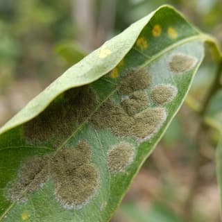 Plíseň listová (Cladosporium)