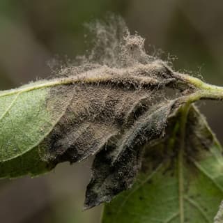 Mofo Cinzento (Botrytis)