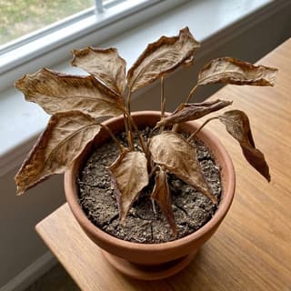 Estresse por Baixa Umidade