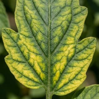 Deficiência de Magnésio