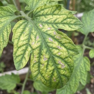 Deficiência de Manganês