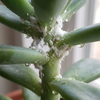 Cochonilhas Farinhentas