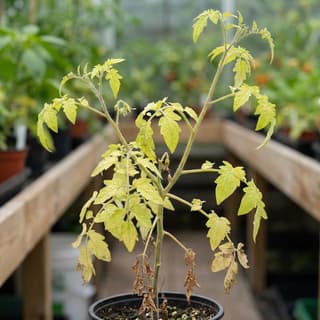 Deficiência de Nitrogênio