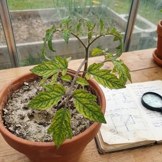 Desequilíbrio de pH do Solo