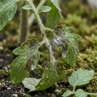 Requeima por Phytophthora