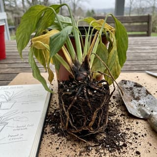 Podridão Radicular por Phytophthora