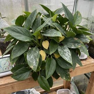 Má Circulação de Ar