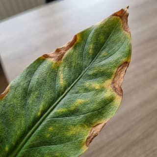 Deficiência de Potássio