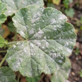 Oídio (Míldio Pulverulento)