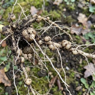 Root-Knot Nematodes