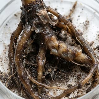 Podridão Radicular por Pythium