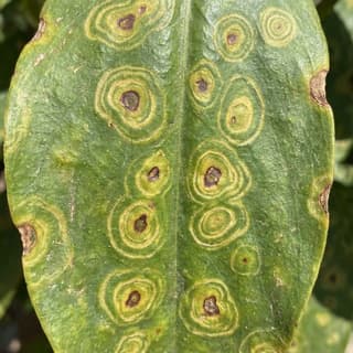 Vírus da Mancha Anular