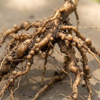 Nematoides das Galhas