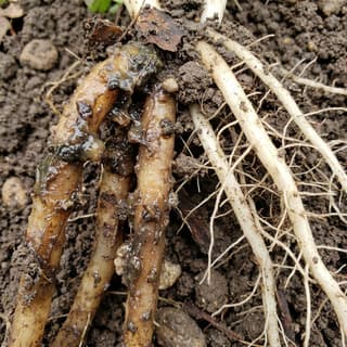 Podridao das Raizes