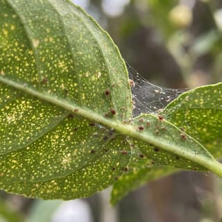 Ácaros-Aranha