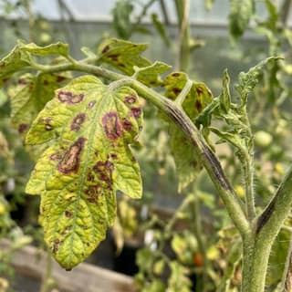 Vírus da Mancha Anelar do Tomateiro (TSWV)