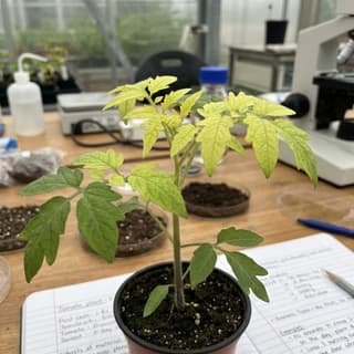 Deficiência de Enxofre