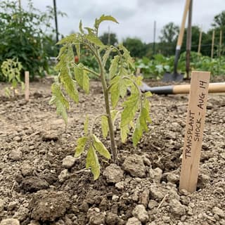 Choque de Transplante